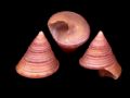 Calliostoma ziziphinum juvenis